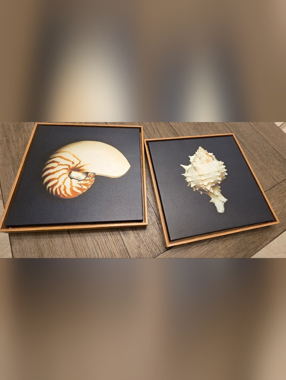 Set Of 4 Framed Shell Art Prints - Black Background with Natural Shell Accent